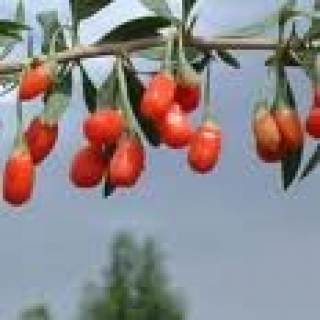 goji berry.jpg